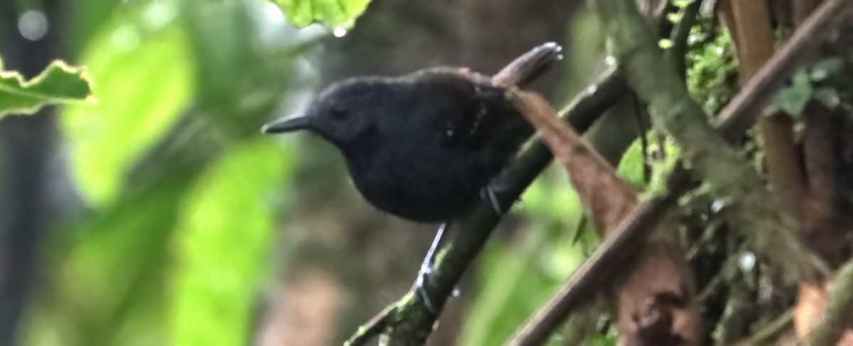 Dull-mantled Antbird - Charlotte Byers