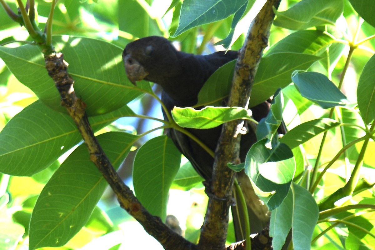 Küçük Kara Papağan - ML613269591