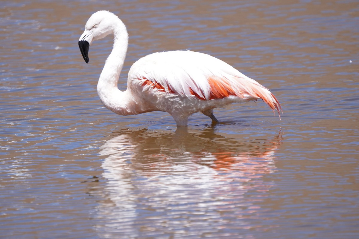 Chilean Flamingo - ML613269597