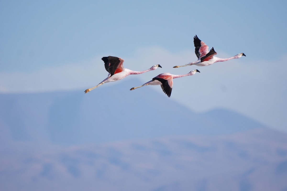 Andean Flamingo - ML613269632