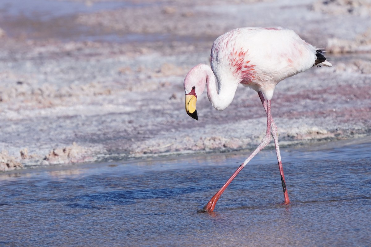 Puna Flamingosu - ML613269635
