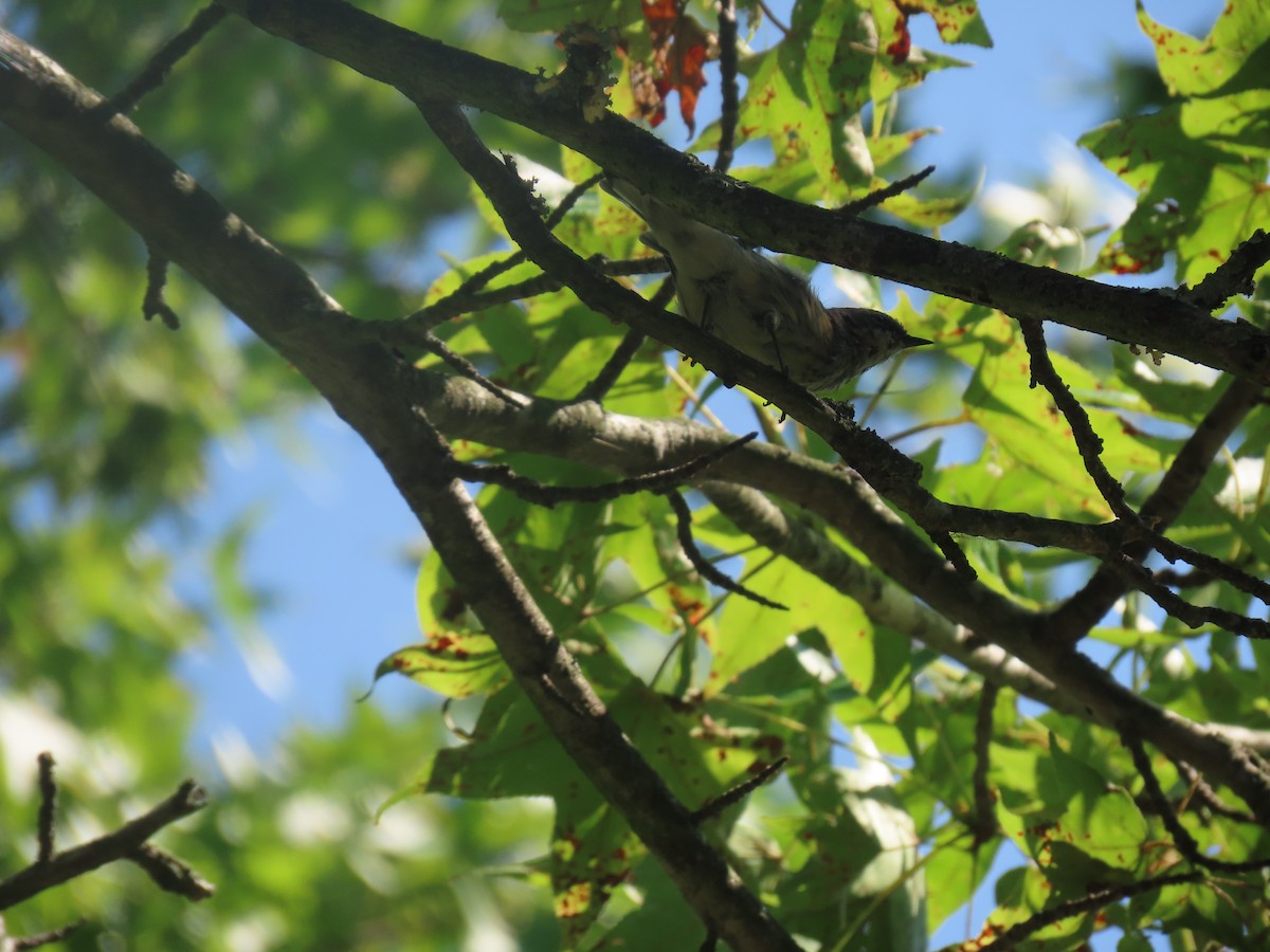 Yellow-rumped Warbler (Myrtle) - ML613269804