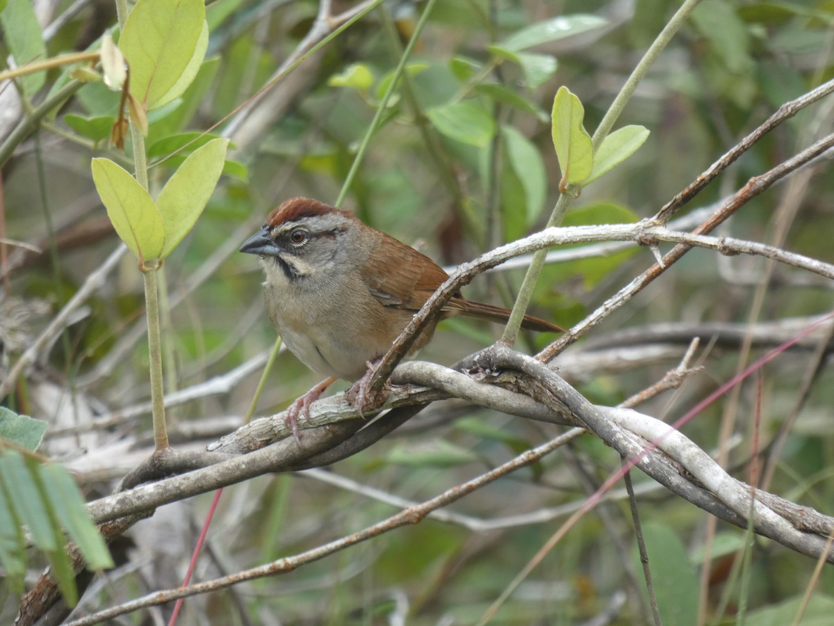 Rusty Sparrow - ML613269812