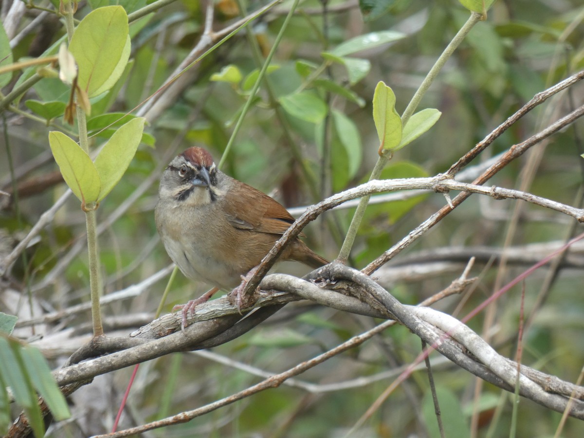 Rusty Sparrow - ML613269832
