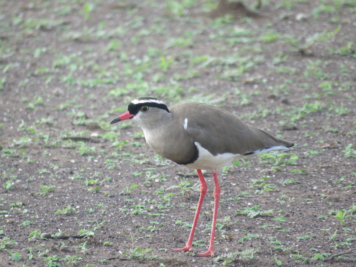 Crowned Lapwing - ML613270178