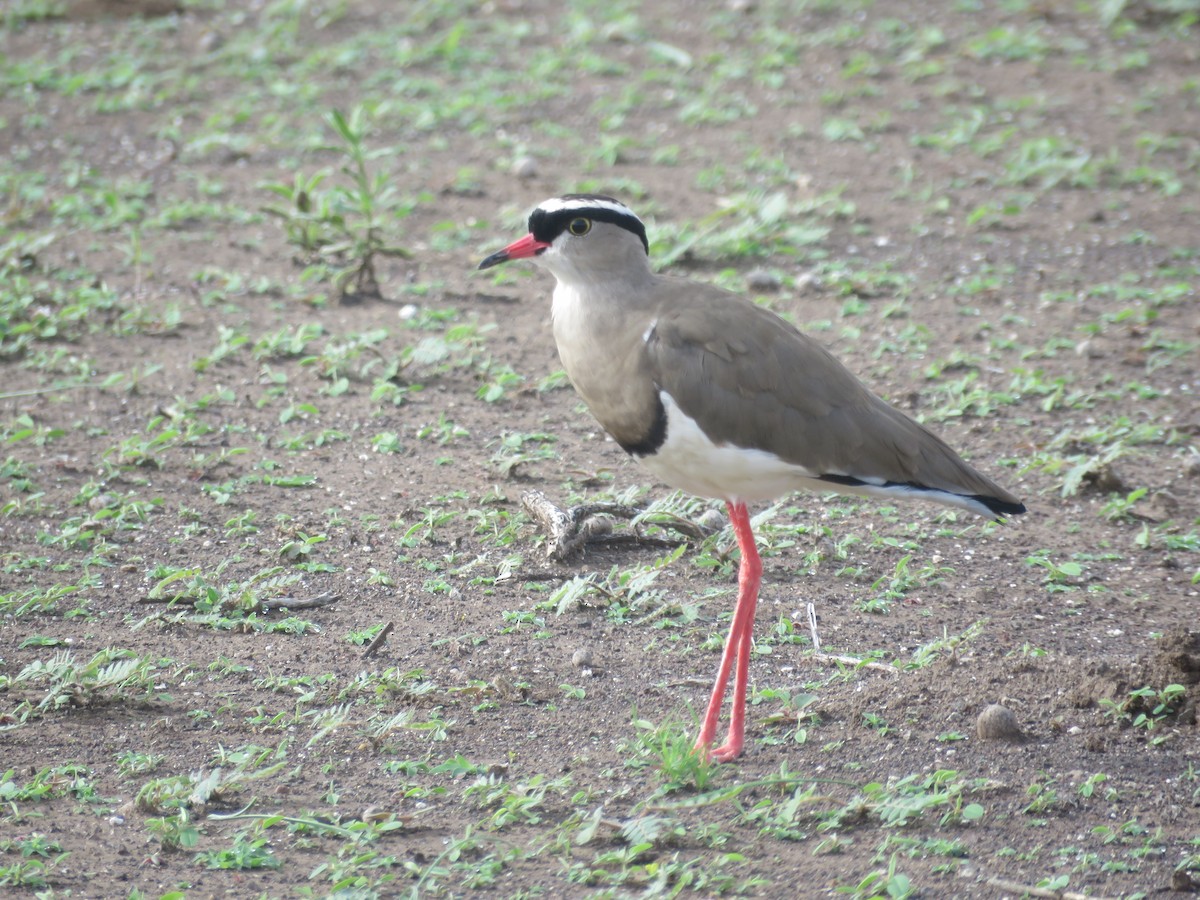 Crowned Lapwing - ML613270179