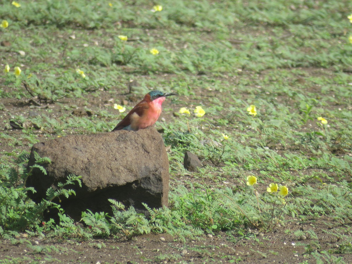 Southern Carmine Bee-eater - Will Baxter-Bray