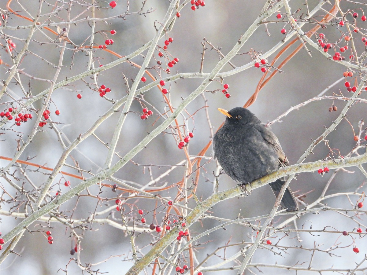 Eurasian Blackbird - Eugene Misiuk🦉