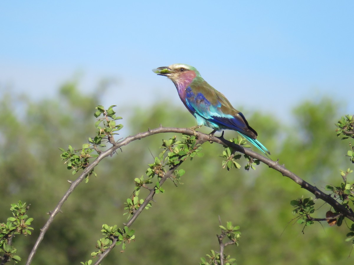 Lilac-breasted Roller - ML613270302