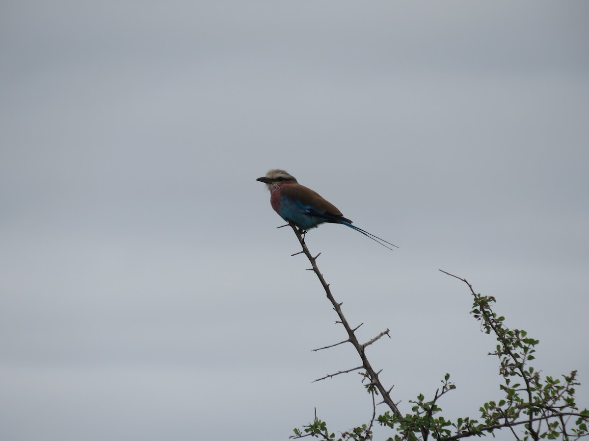 Lilac-breasted Roller - ML613270375