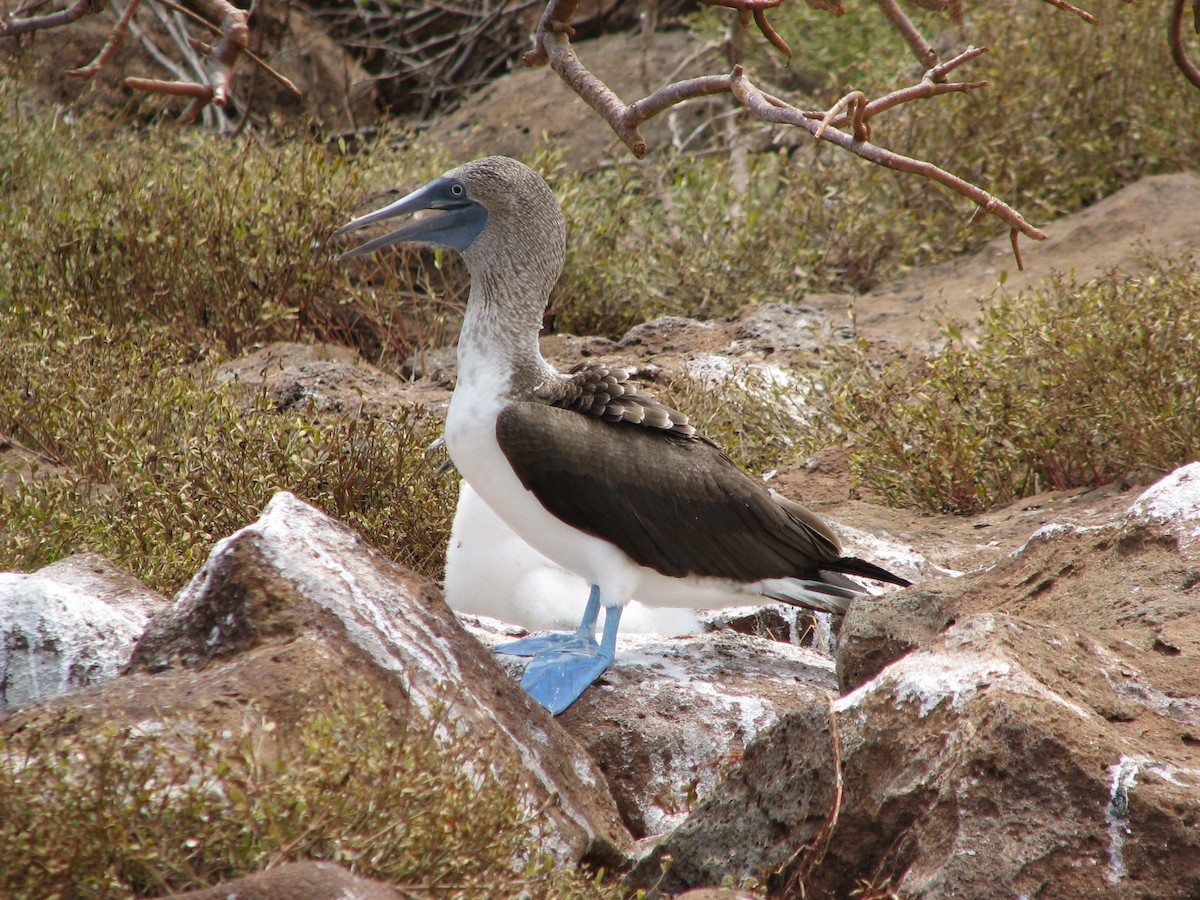 Blue-footed Booby - ML613270399