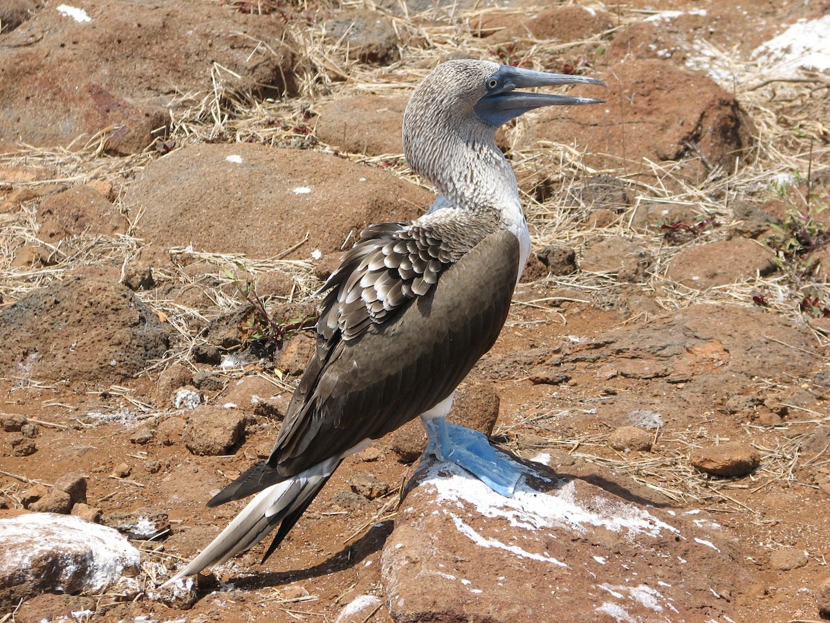 Blue-footed Booby - ML613270402