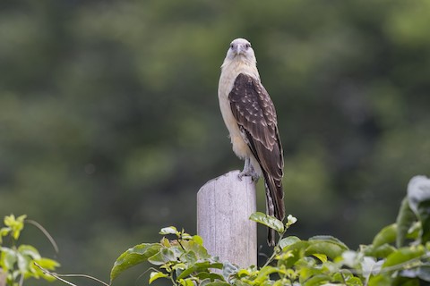 Martinet de Cochinchine - eBird