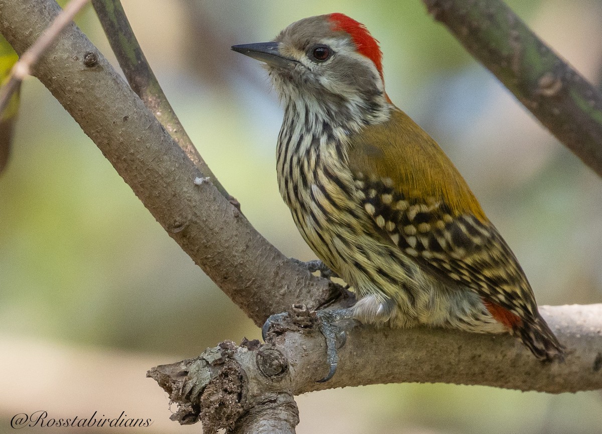 Abyssinian Woodpecker - ML613270567