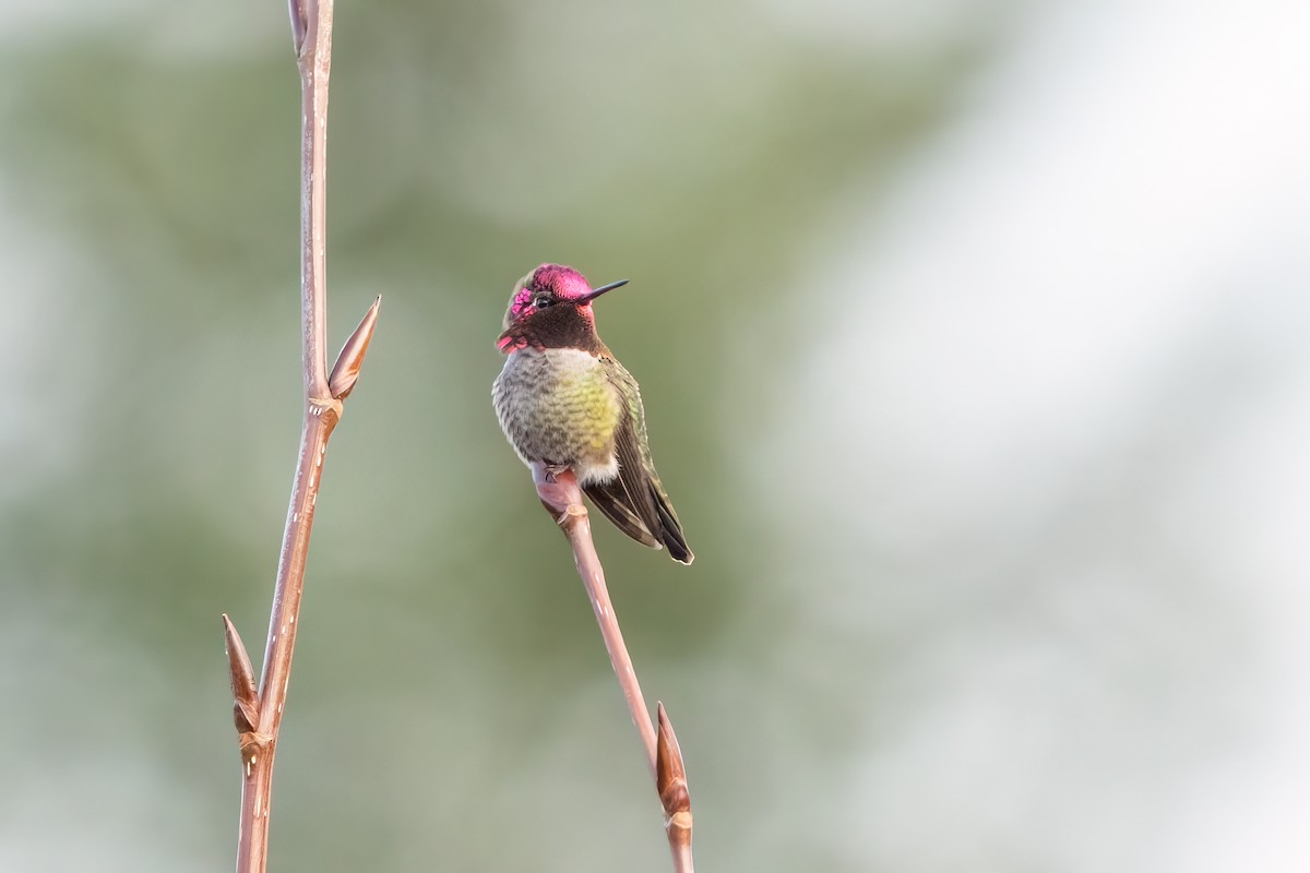 Anna's Hummingbird - ML613270582