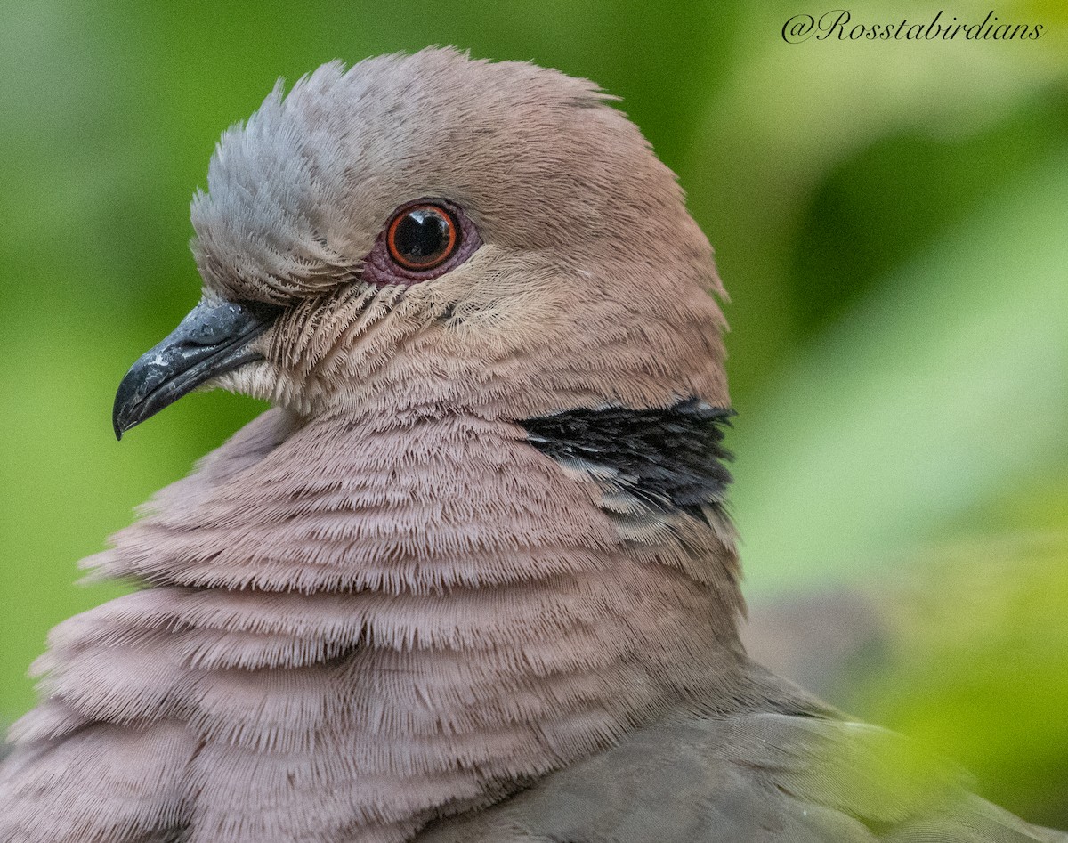 Red-eyed Dove - ML613270640
