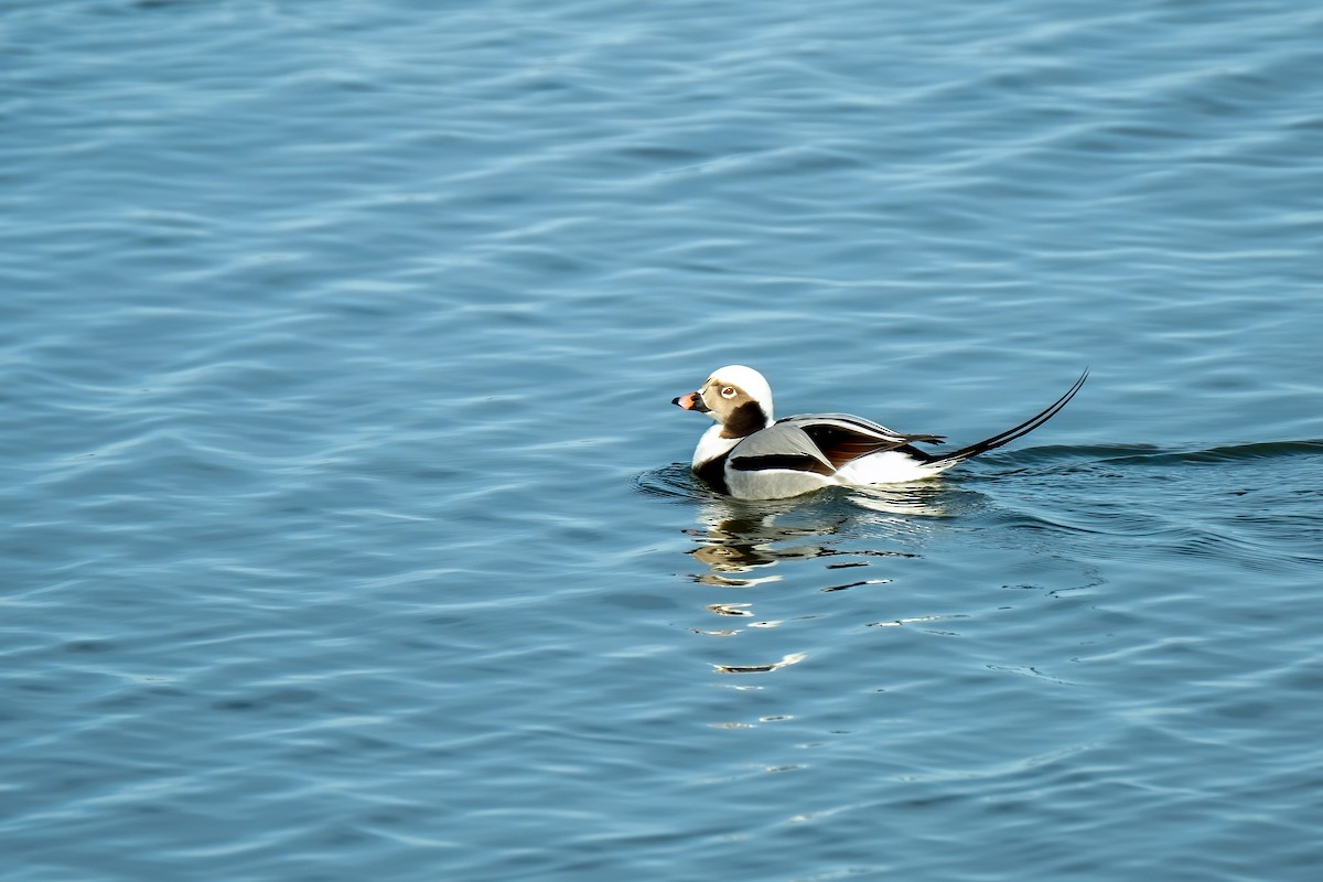 Long-tailed Duck - Jacob Kirkland