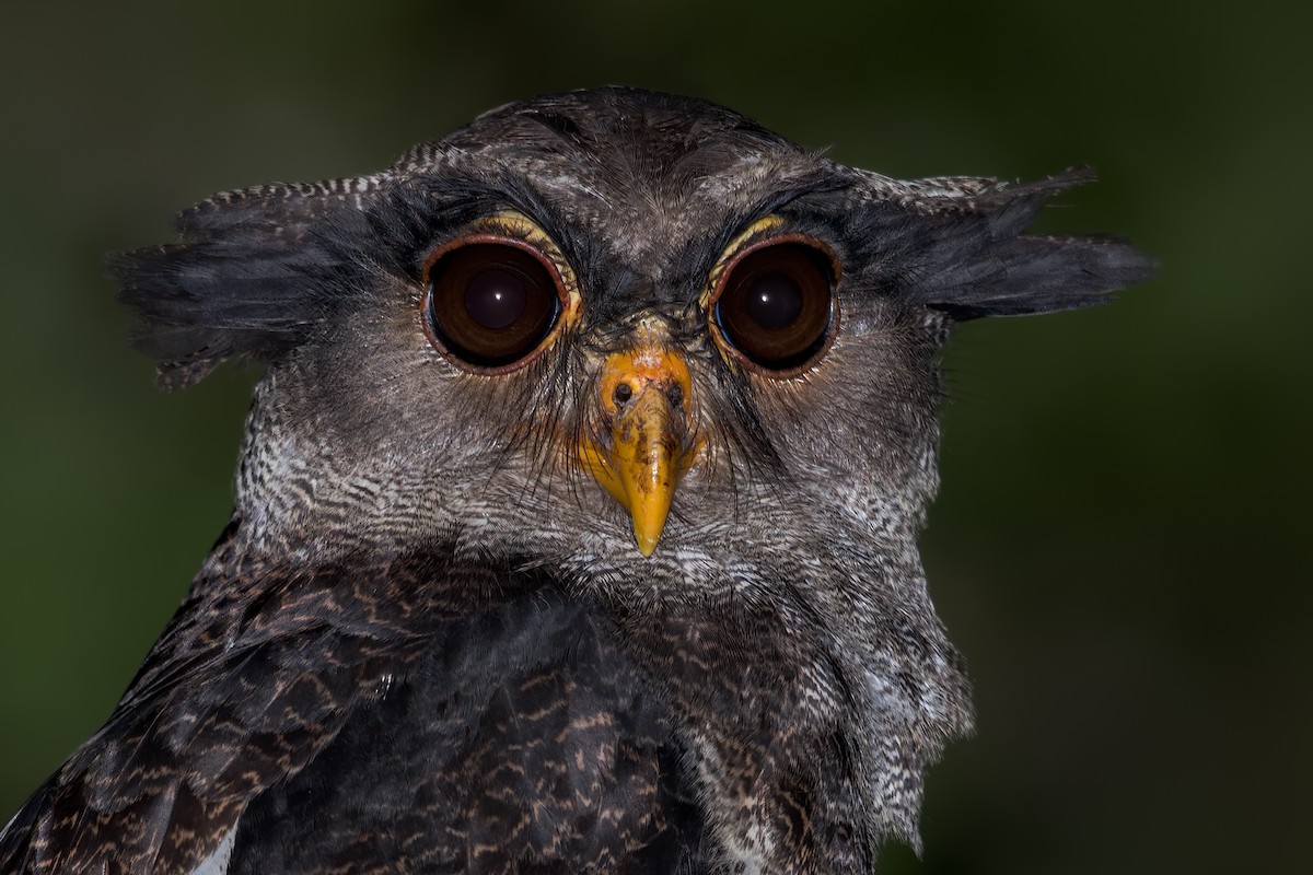 Barred Eagle-Owl - Dubi Shapiro