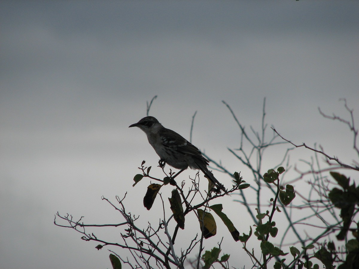 Galapagos Mockingbird - ML613270939