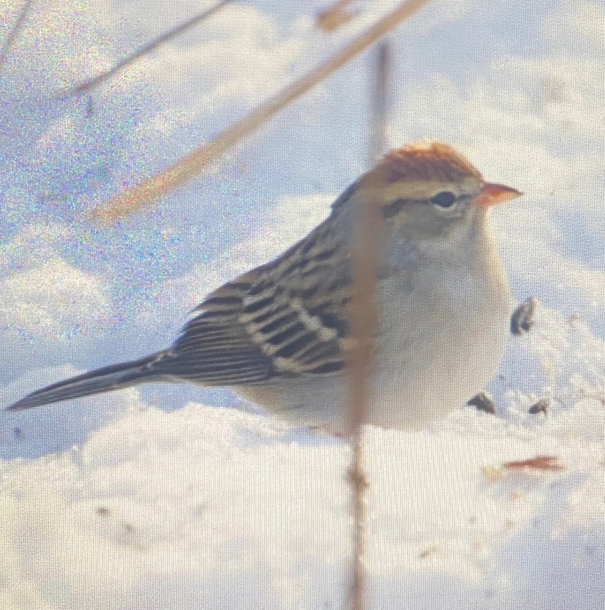 Chipping Sparrow - ML613270948