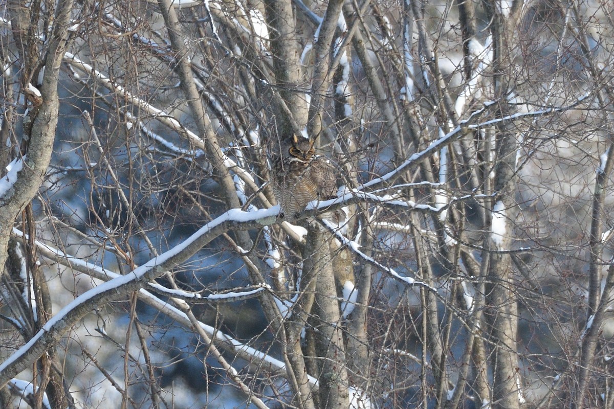 Great Horned Owl - ML613271047