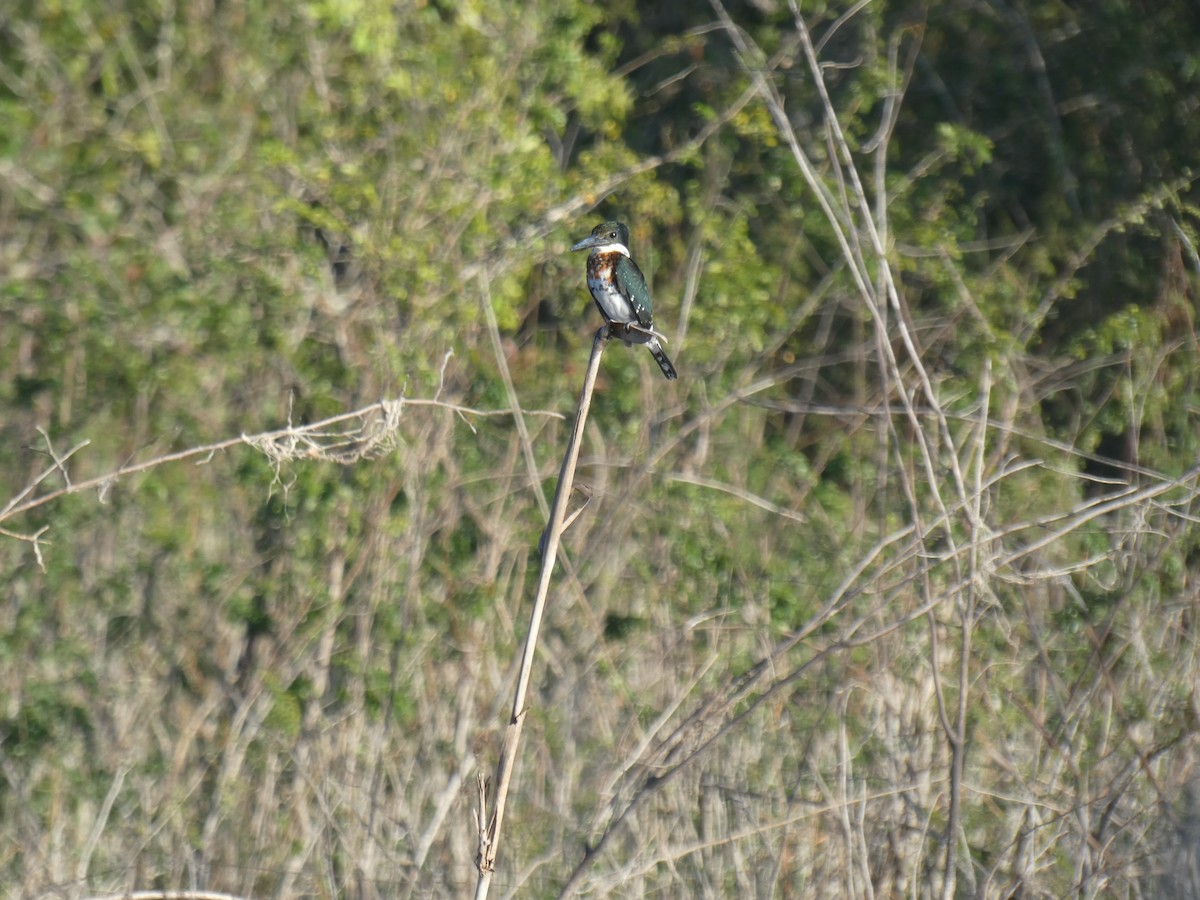 Green Kingfisher - ML613271529