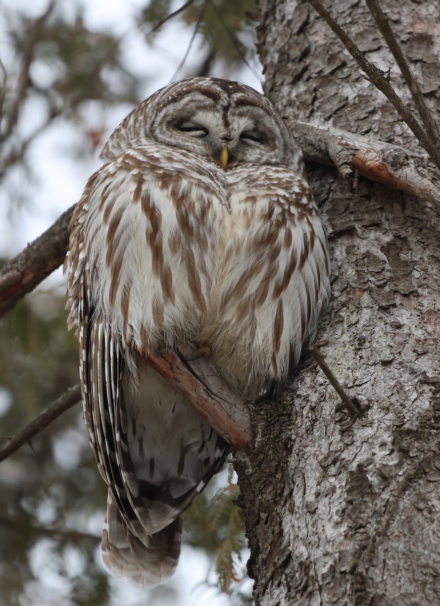 Barred Owl - ML613271914