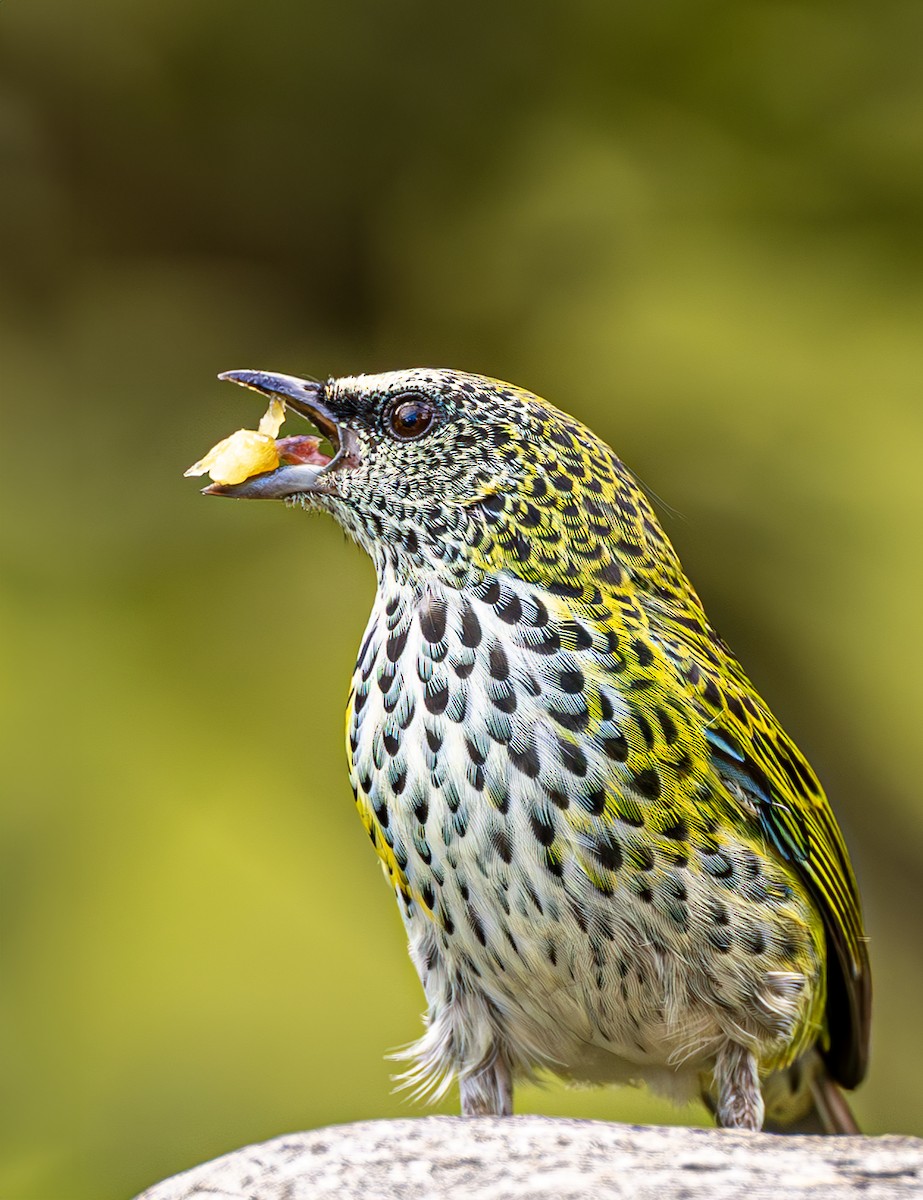 Spotted Tanager - ML613272037