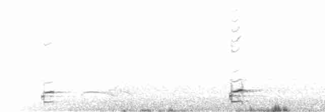 skjeggturka - ML613272252