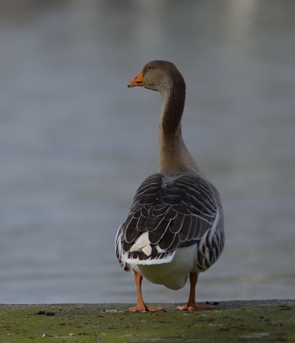 Graylag Goose (Domestic type) - Gordan Pomorišac