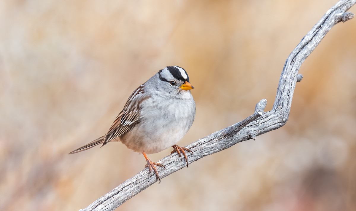 White-crowned Sparrow (Gambel's) - ML613272562