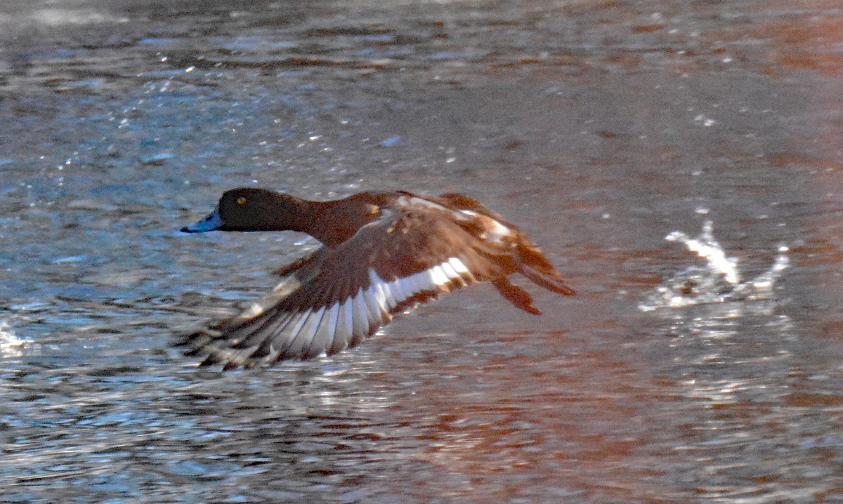 Greater Scaup - ML613272710