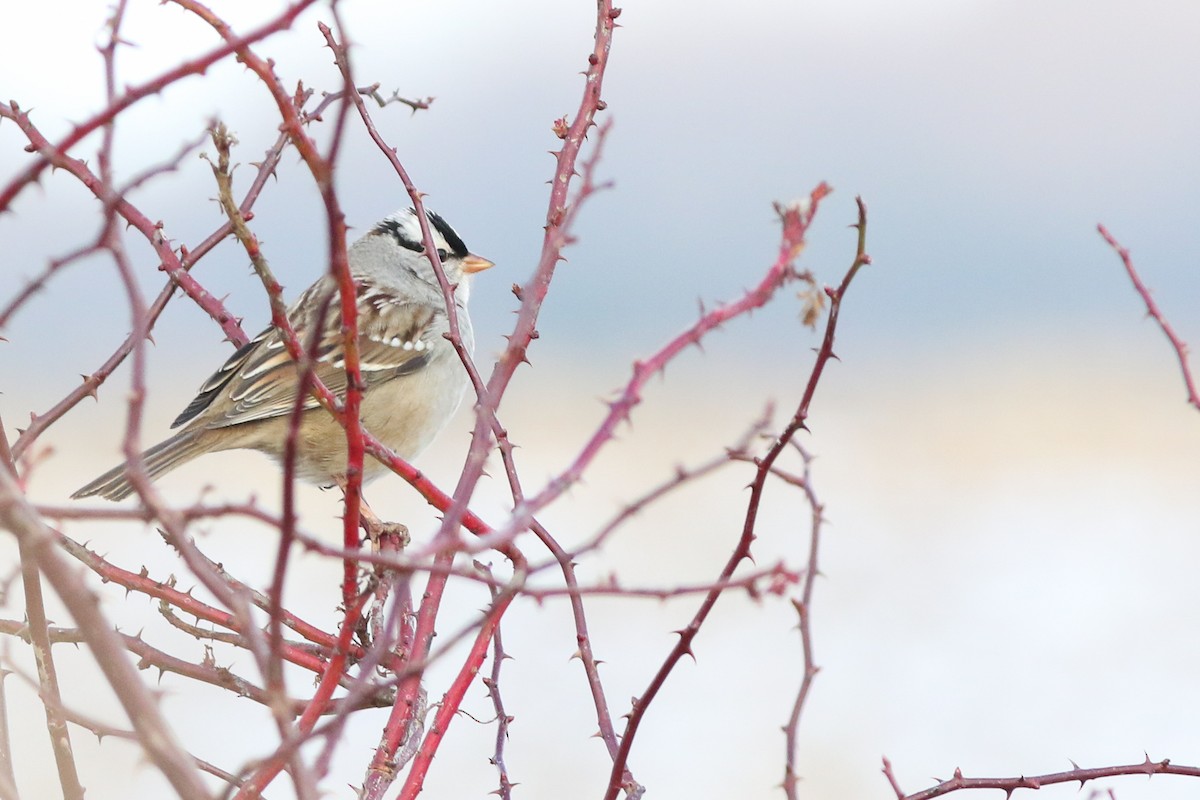 White-crowned Sparrow - ML613272818
