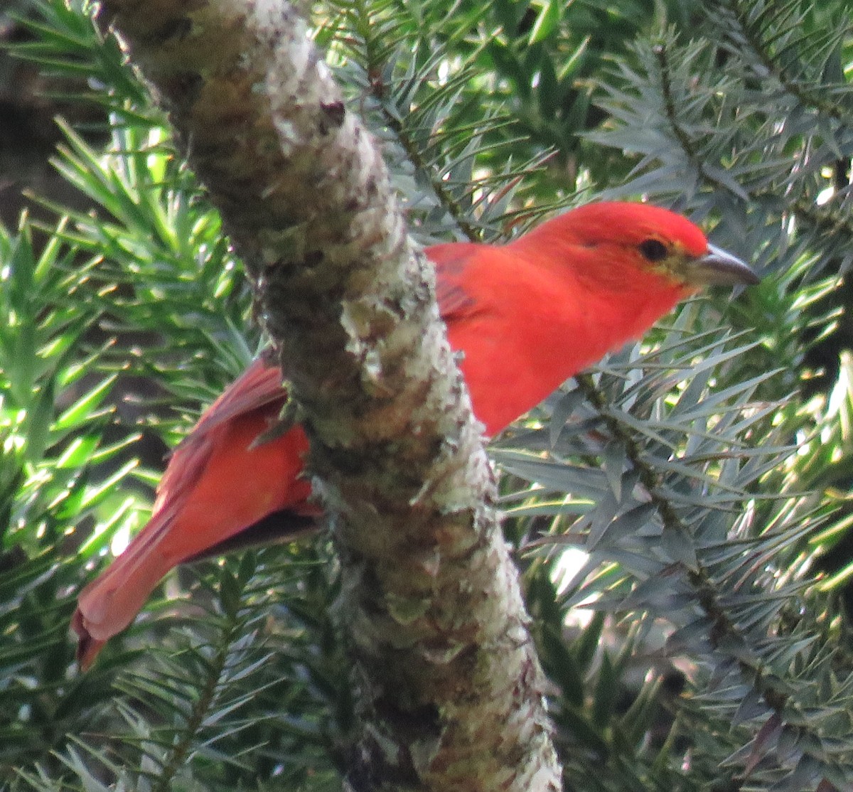 Hepatic Tanager (Lowland) - ML613273319