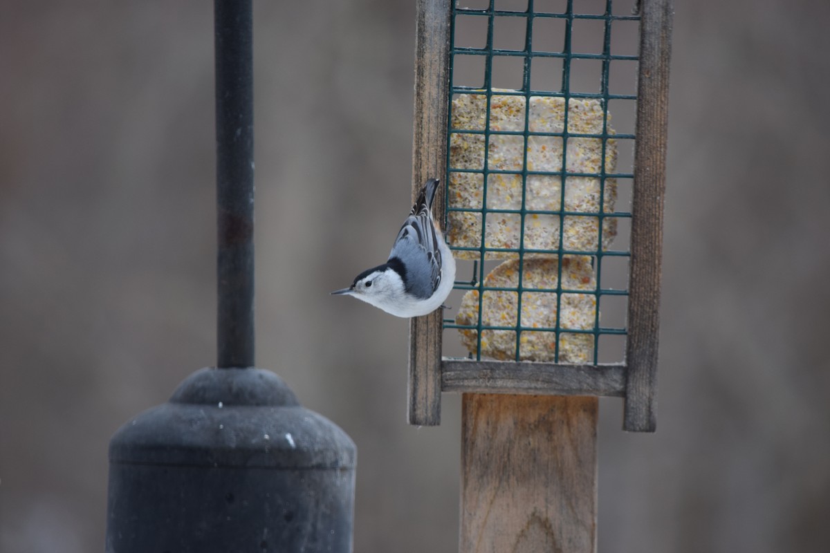 White-breasted Nuthatch - ML613273350