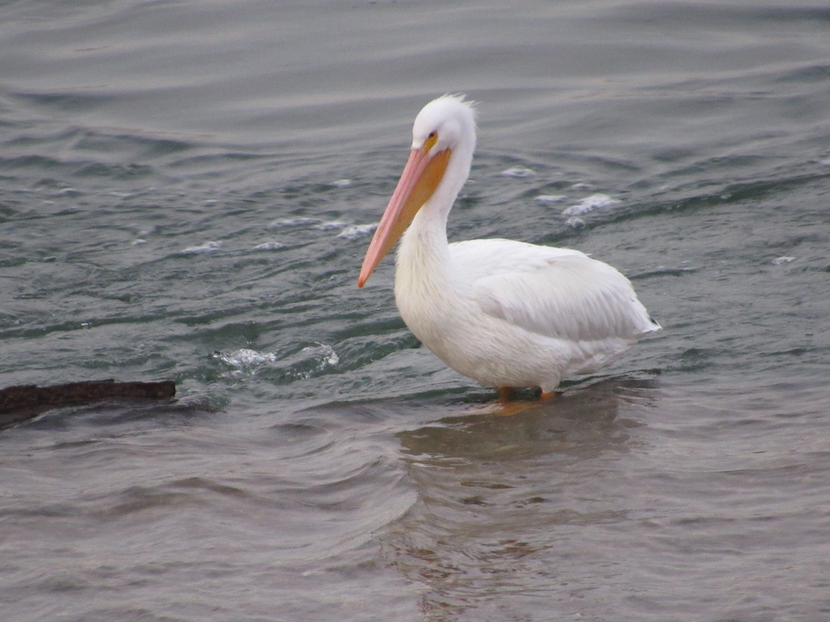 American White Pelican - ML613273944