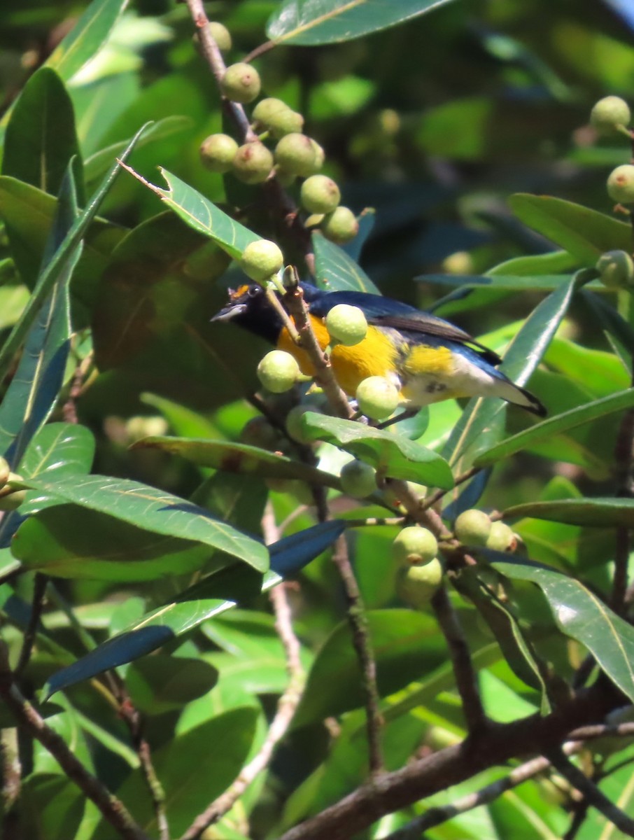 White-vented Euphonia - Jes Christian Bech