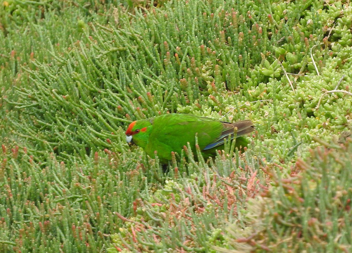 Red-crowned Parakeet - ML613274503