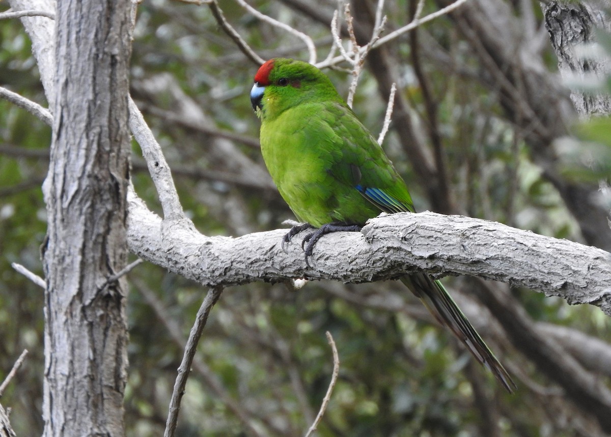 Red-crowned x Chatham Islands Parakeet (hybrid) - ML613274508