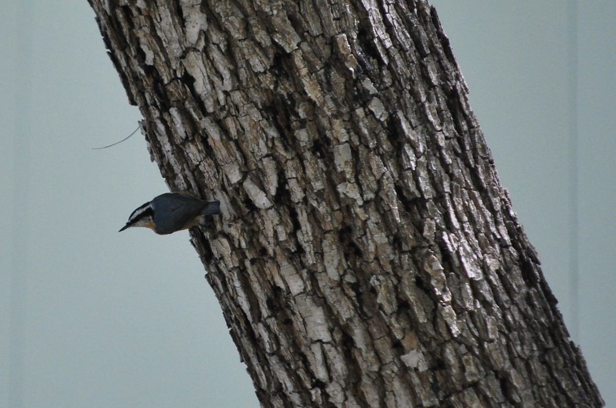 Red-breasted Nuthatch - ML613274661