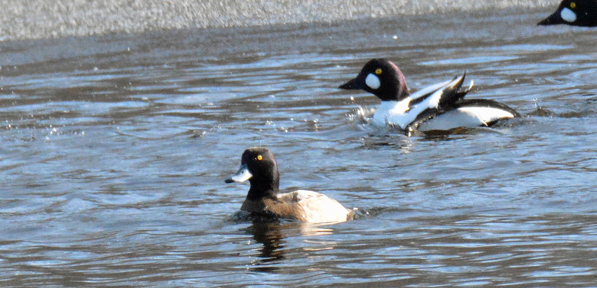 Greater Scaup - ML613274819