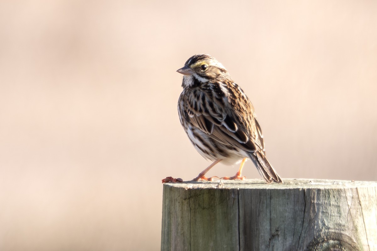 Savannah Sparrow - ML613275026