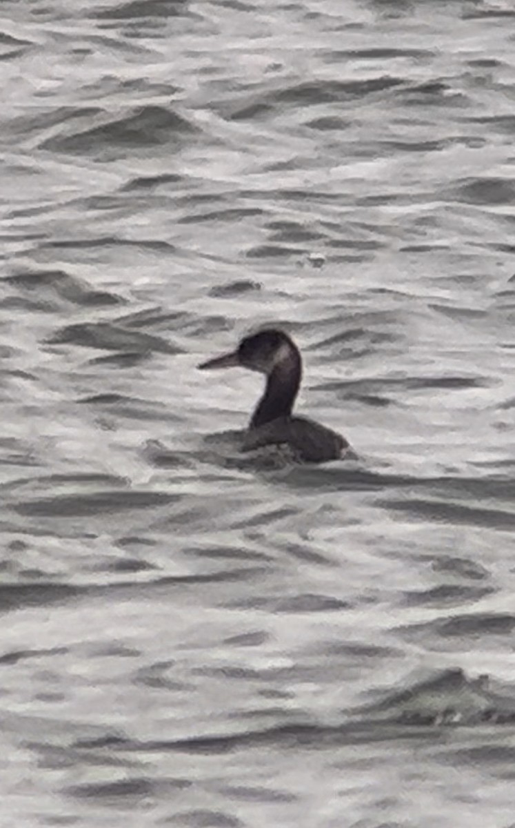 Red-necked Grebe - ML613275288