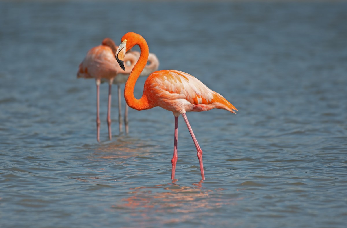 American Flamingo - ML613275598