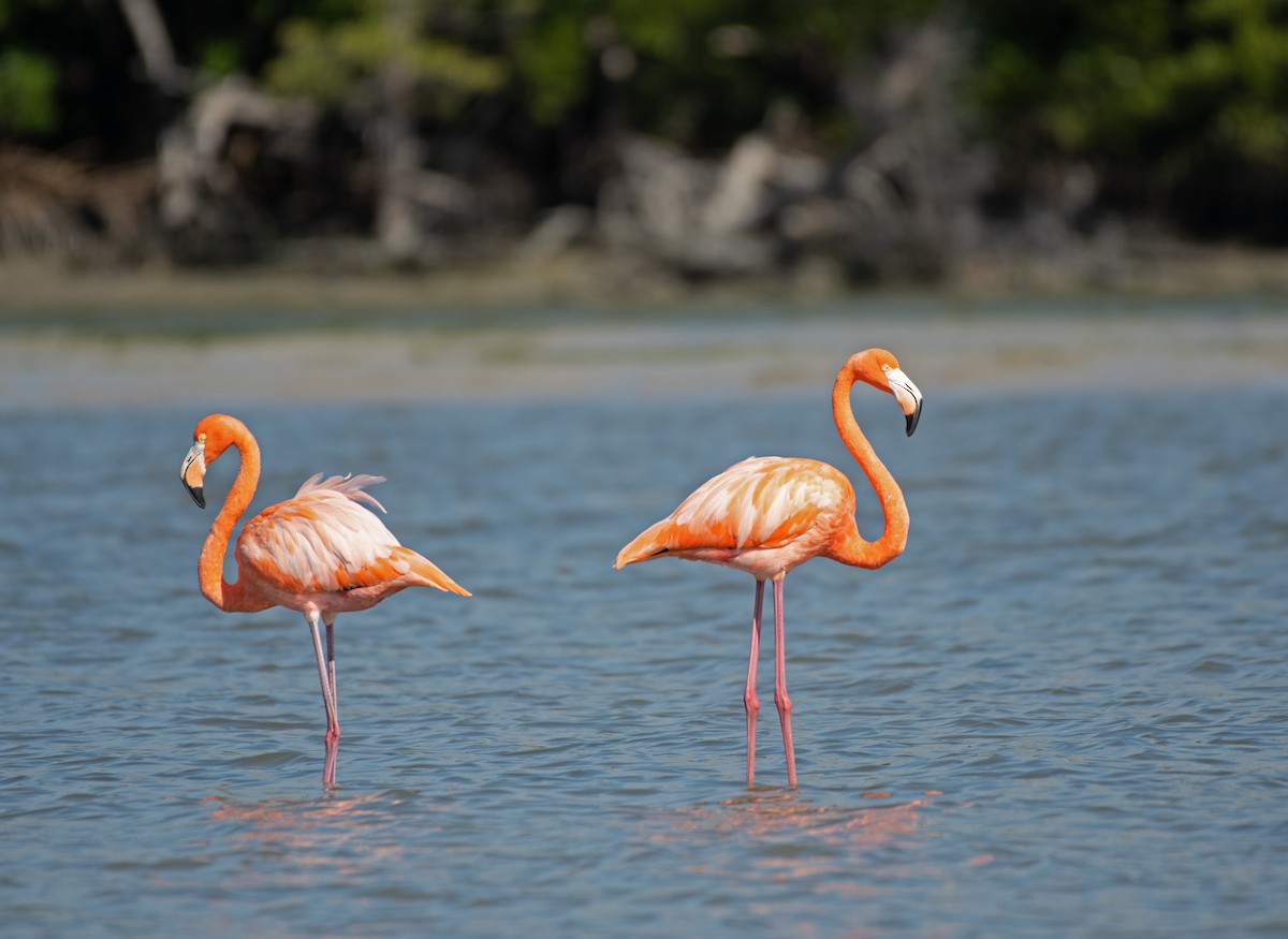 American Flamingo - Larry Manfredi