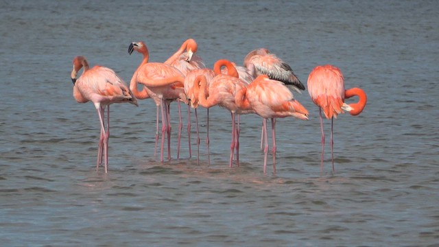 American Flamingo - ML613275676