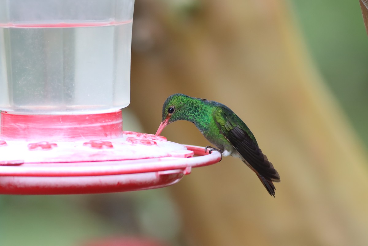 Rufous-tailed Hummingbird - ML613276271