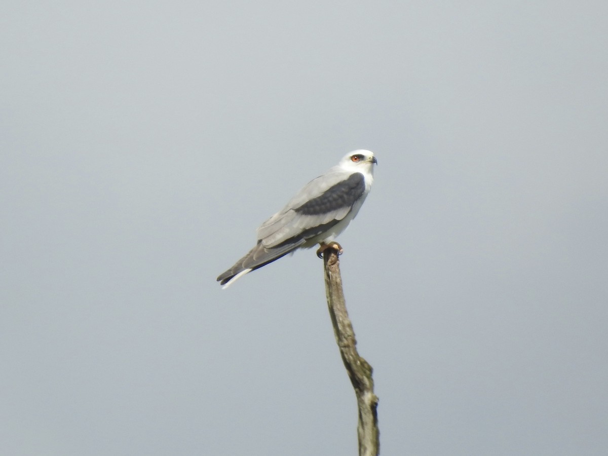 White-tailed Kite - Victoria Vosburg