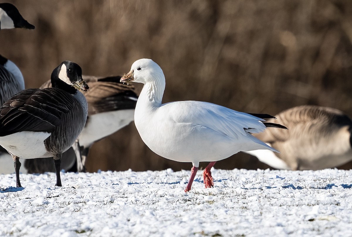 EBird Checklist 8 Jan 2024 Newport Country Club 6 Species   1200