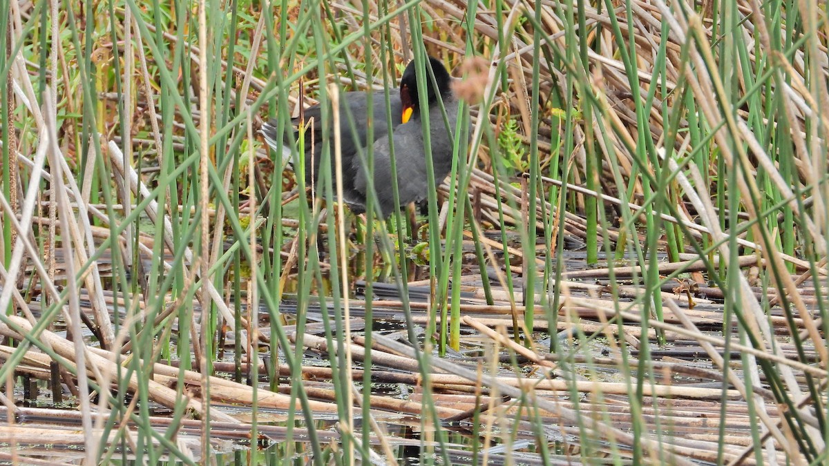 Red-fronted Coot - ML613276837